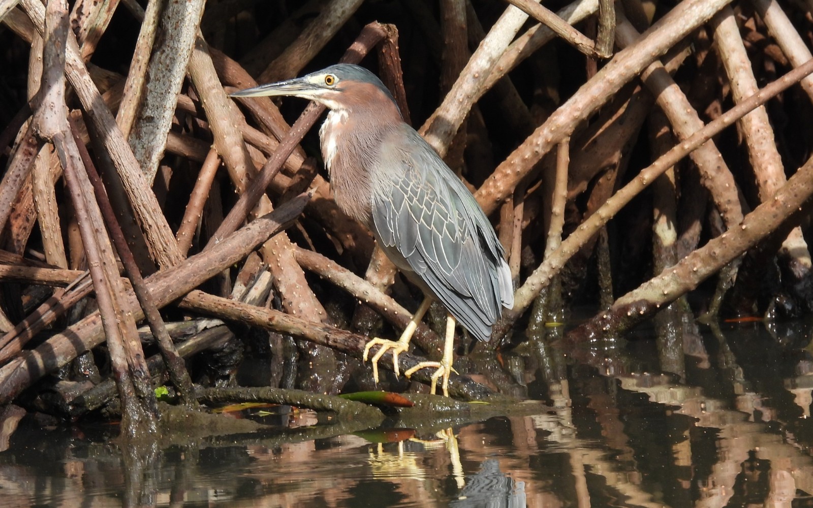Avistamiento de aves en Agrícola Camelias — Cartagena