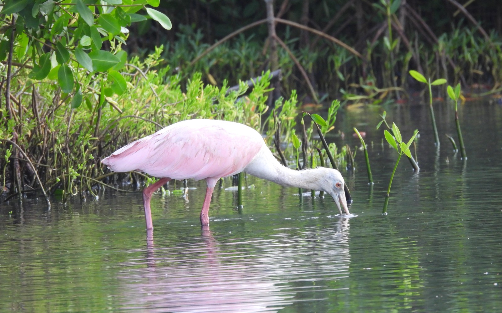 Avistamiento de aves en Agrícola Camelias — Cartagena