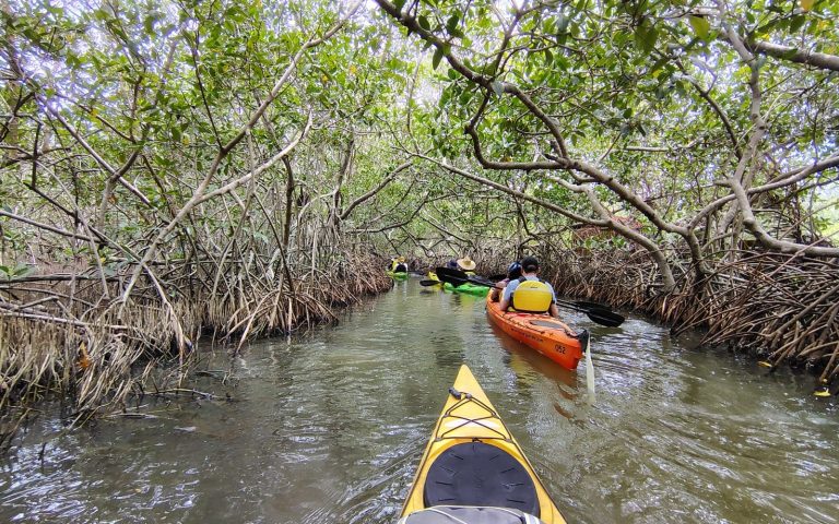 Kayak por los manglares de La Boquilla — Cartagena