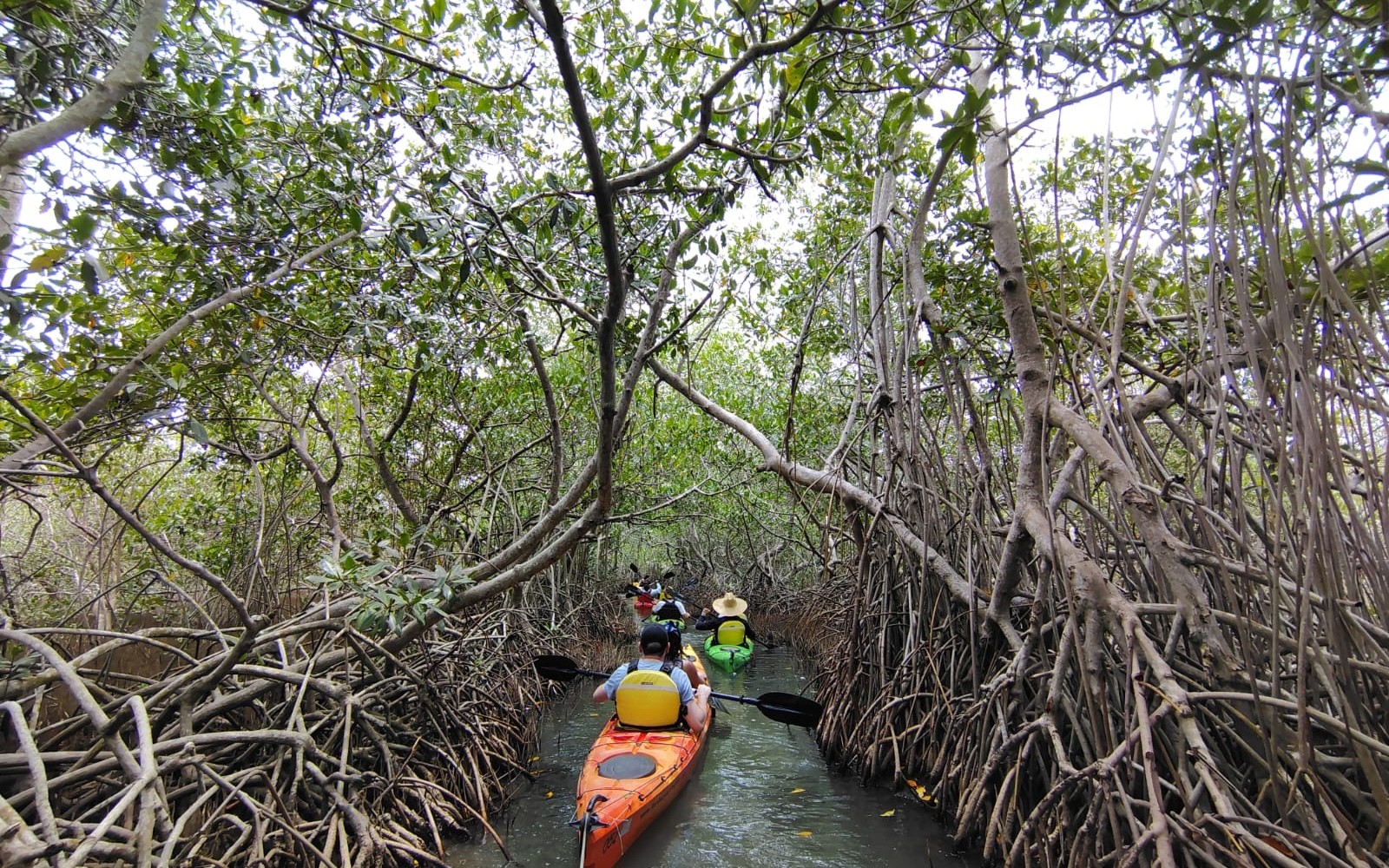 Kayak por los manglares de La Boquilla — Cartagena