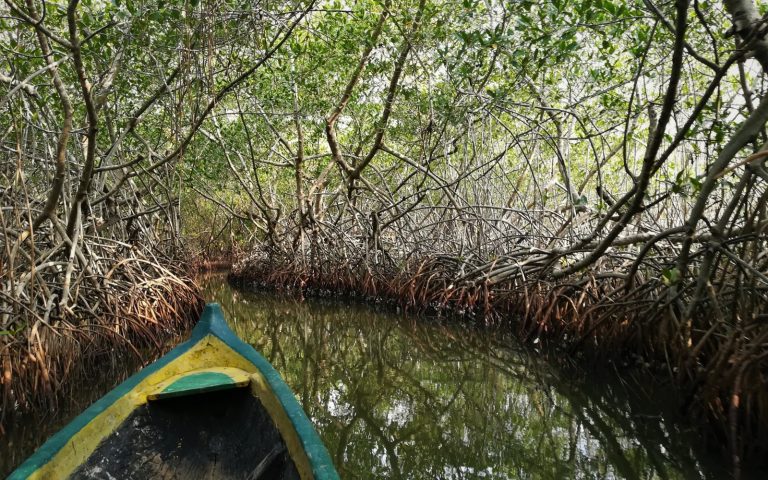 Manglares de La Boquilla en canoa